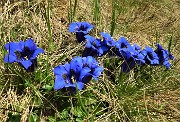 28 Genziana di Koch (Gentiana acaulis)